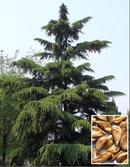 ӡ��ѩ������