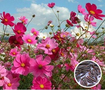 ��˹������