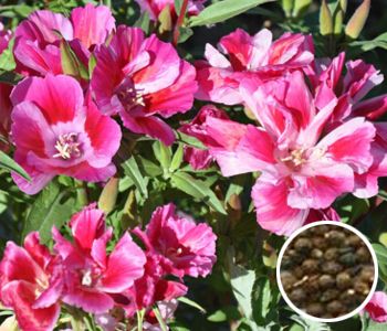 �Ŵ�ϡ����