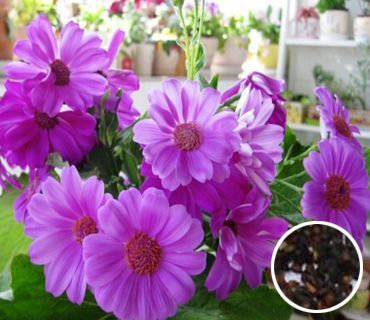 ��Ҷ������