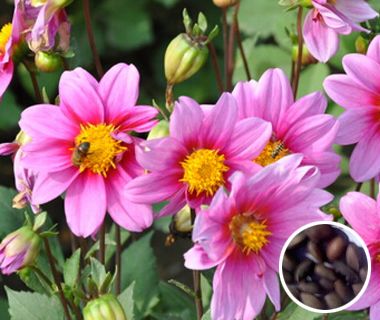 С��������