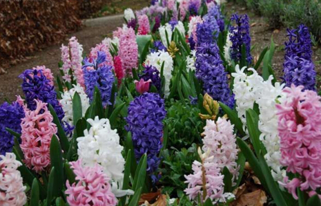 ��԰������