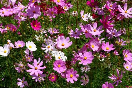 ������˹������