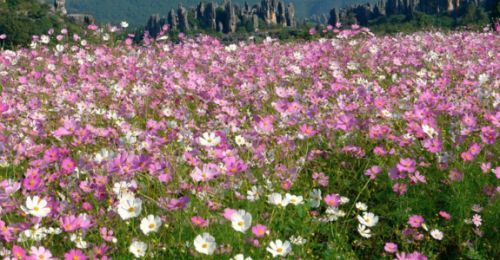 ��˹�ջ���