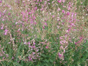 �춹������