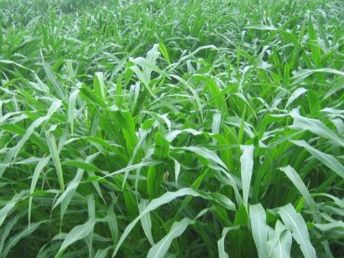 ī�������ײ�