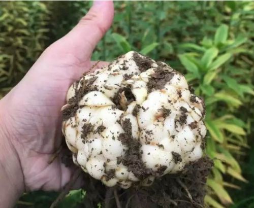 ҩ�ٺ�����