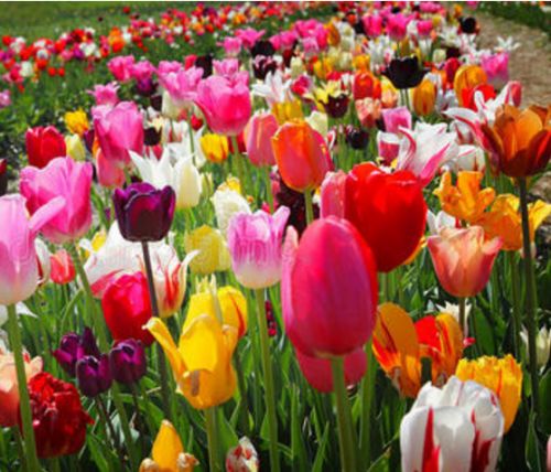 ����������������ɫ��ȫ