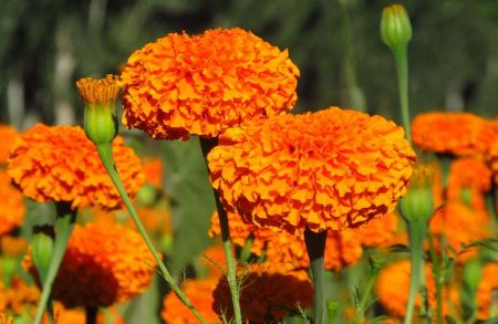 ���پ�����