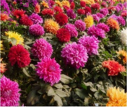 ��˹������