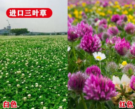 ��ƺ����