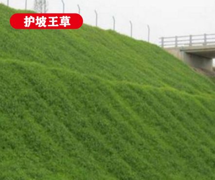 ��ƺ����