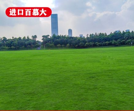 ��ƺ����