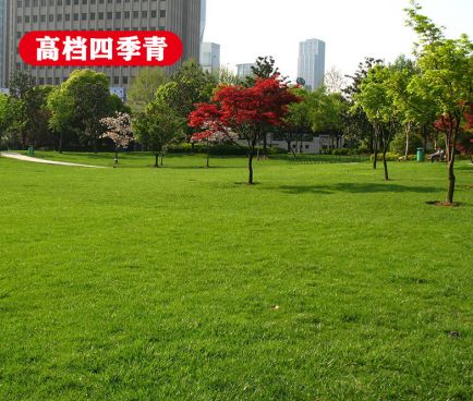 ��ƺ����