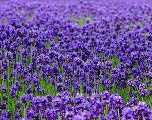 �ϻ���ޣ����